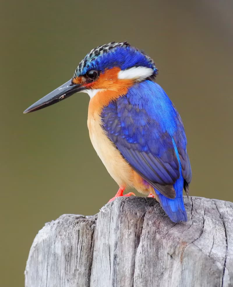 Birding Forecast